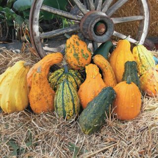 Lunch Lady Gourds Thumbnail